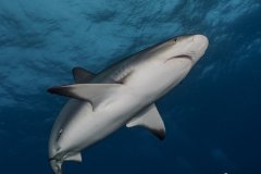 Reefie in the Blue, reef shark, Bahamas