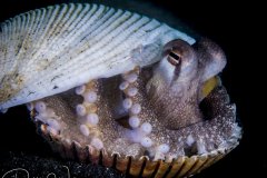 Coconut octopus, Lembeh, Indonesia