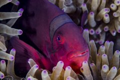 Female spinecheek clownfish, Lembeh, Indonesia