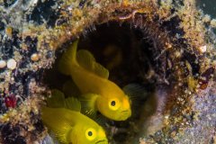 Lemon gobies, Lembeh, Indonesia