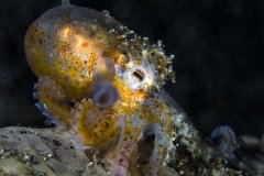 Juvenile coconut octopus, Lembeh, Indonesia