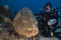 Beauty and the Beast, goliath grouper and diver, Jupiter, FL