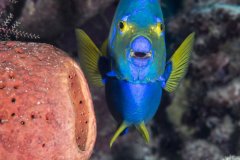 Queen angelfish, Bahamas