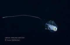 Larval Pancake Batfish