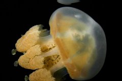 Jellyfish reflection, Palau