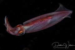 Black water squid, Jupiter, FL