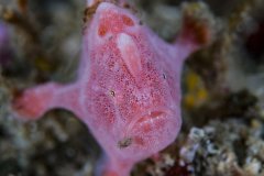 Juvenile pink frogfish, Lembeh, Indonesia