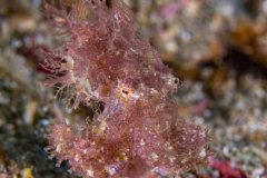 Hairy octopus, Lembeh, Indonesia