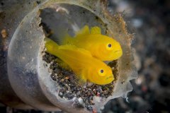 Lemon gobies, Lembeh, Indonesia