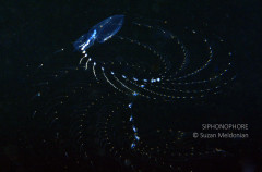 Siphonophore