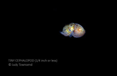 Tiny Cephalopod