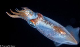 A Squid's Snack