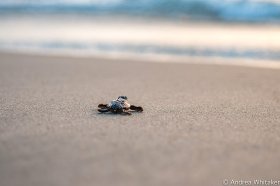 A straggler Loggerhead hatchling that was found making its way to the ocean for the first time. It's siblings had already left the nest the evening before.