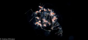 Phronima Childcare
