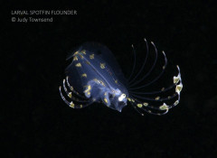 Larval Spotfin Flounder