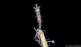 Larval Seahorse Adrift