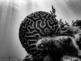 Symmetrical Brain Coral (Diploria strigosa). Taken off Rose Island which is East of Nassau off New Providence, Bahamas.