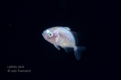 Larval Jack