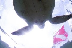 Green Turtle (Chelonia mydas)