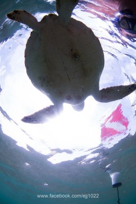 Green Turtle (Chelonia mydas)
