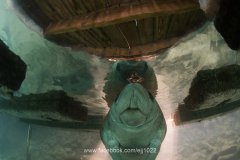 Manatee