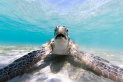 Green Turtle (Chelonia mydas), Turtle Town
