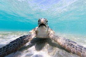 Green Turtle (Chelonia mydas), Turtle Town
