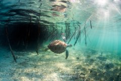 Green Turtle (Chelonia mydas), Turtle Town