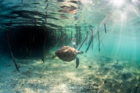 Green Turtle (Chelonia mydas), Turtle Town