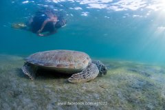 Green Turtle (Chelonia mydas), Turtle Town