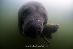 Manatee and baby, Tavernier