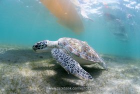 Green Turtle (Chelonia mydas), Turtle Town