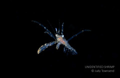 Unidentified Shrimp