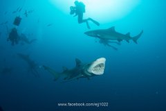 Lemon Shark