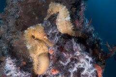 Lined Seahorse, Blue Heron Bridge