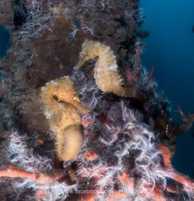 Lined Seahorse, Blue Heron Bridge