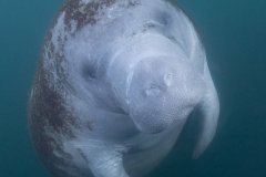 Manatee