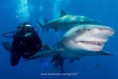 Lemon Shark "Snooty"