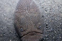 Northern Stargazer, Blue Heron Bridge