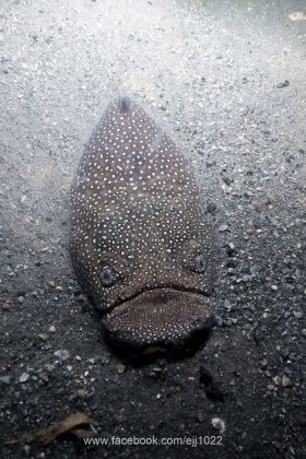 Northern Stargazer, Blue Heron Bridge