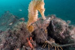 Caribean Spiny Lobster and Lined Seahorse, Blue Heron Bridge