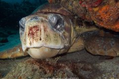 Loggerhead Turtle (Caretta caretta)