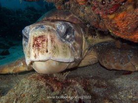 Loggerhead Turtle (Caretta caretta)