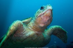 Loggerhead Turtle (Caretta caretta)
