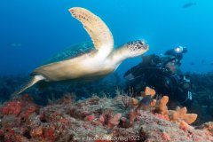 Green Turtle (Chelonia mydas)