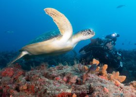 Green Turtle (Chelonia mydas)