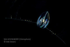 Sea Gooseberry (Ctenophore)