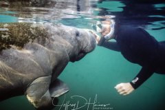Curiosity- One of my first successful shots and still one of my favorites. A baby manatee was as curious about my wife Ann, as she was about itTaken at Kings Spring in Crystal River Florida 2007..