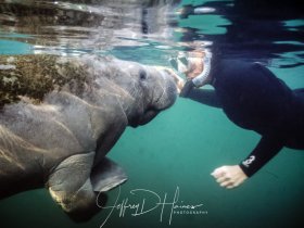 Curiosity- One of my first successful shots and still one of my favorites. A baby manatee was as curious about my wife Ann, as she was about itTaken at Kings Spring in Crystal River Florida 2007..