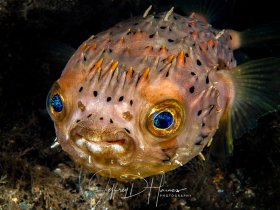 Balloonfish: Tell me more about my eyes. Taken at BHB 2012.